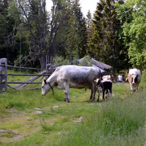 &Auml;rter&aring;sens f&auml;bodar