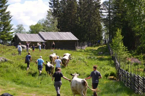 &Auml;rter&aring;sens f&auml;bodar